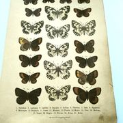Antique print of Butterflies - Lithograph from 1887 - Galatha