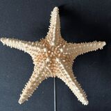 Natural starfish on marble base old cabinet of curiosities shell