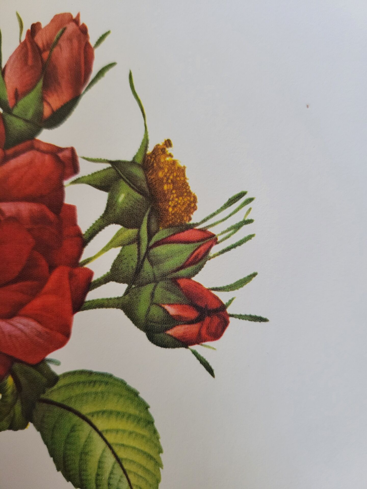 Botanical plate of Frankfurt Rose, P.J. Redouté 1960
