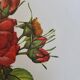 Botanical plate of Frankfurt Rose, P.J. Redouté 1960