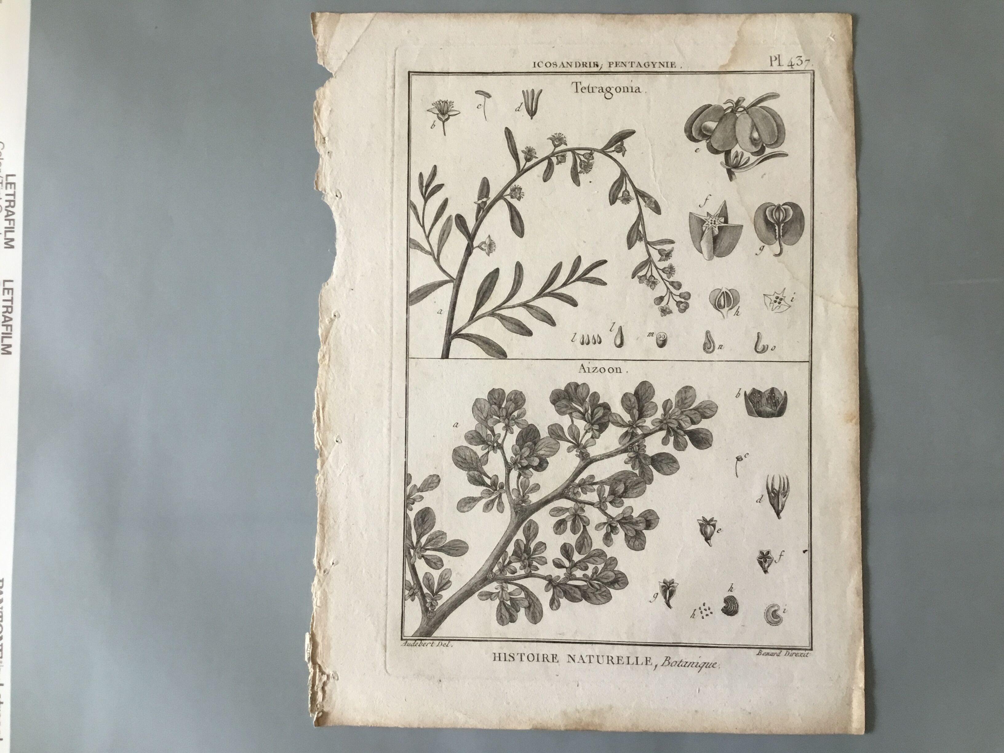 Lots of 4 old engravings, Natural History, Botany