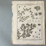 Lots of 4 old engravings, Natural History, Botany