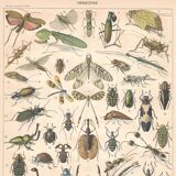Planche ancienne sur les insectes 1897