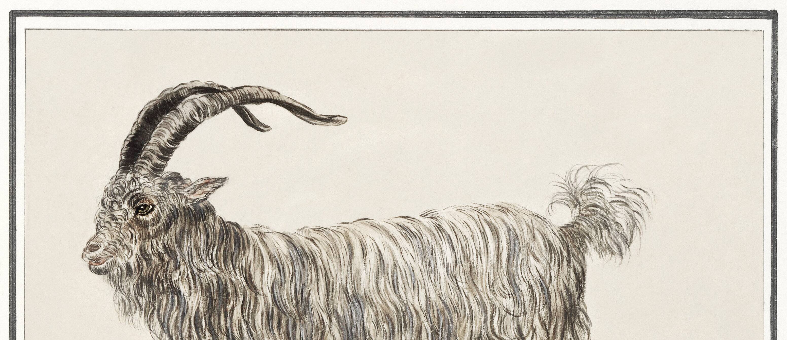 Petite affiche sur le bouc, d'après une gravure ancienne de 1610.