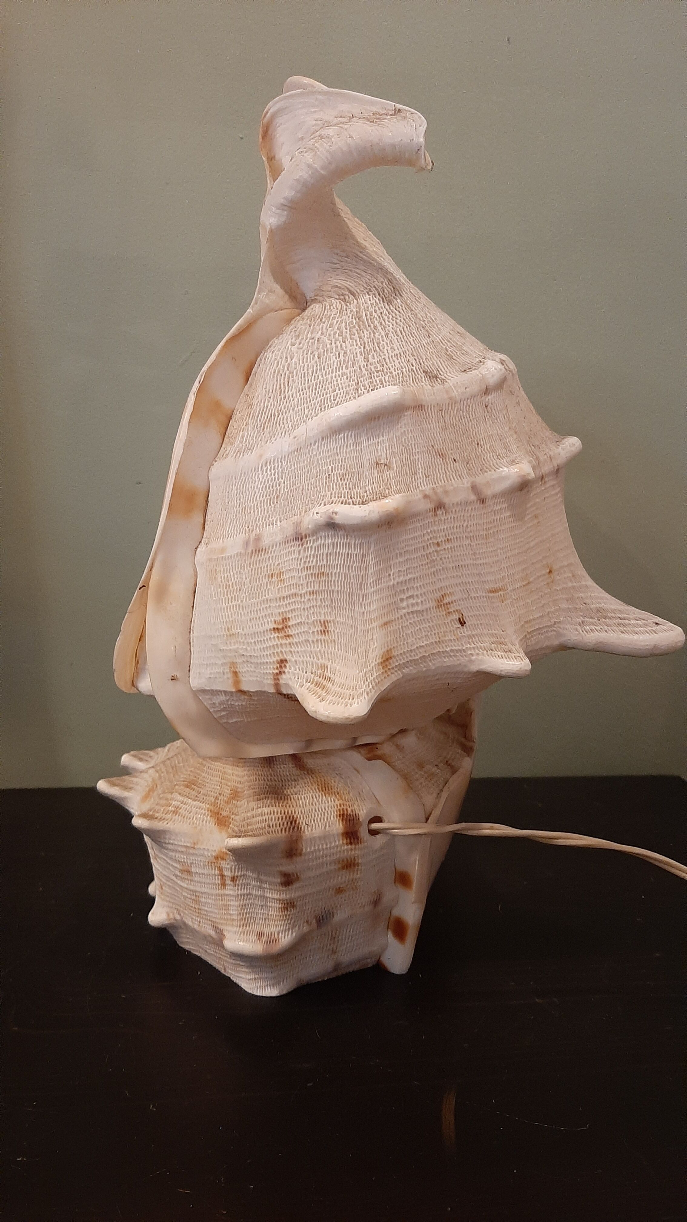 Lampe coquillage