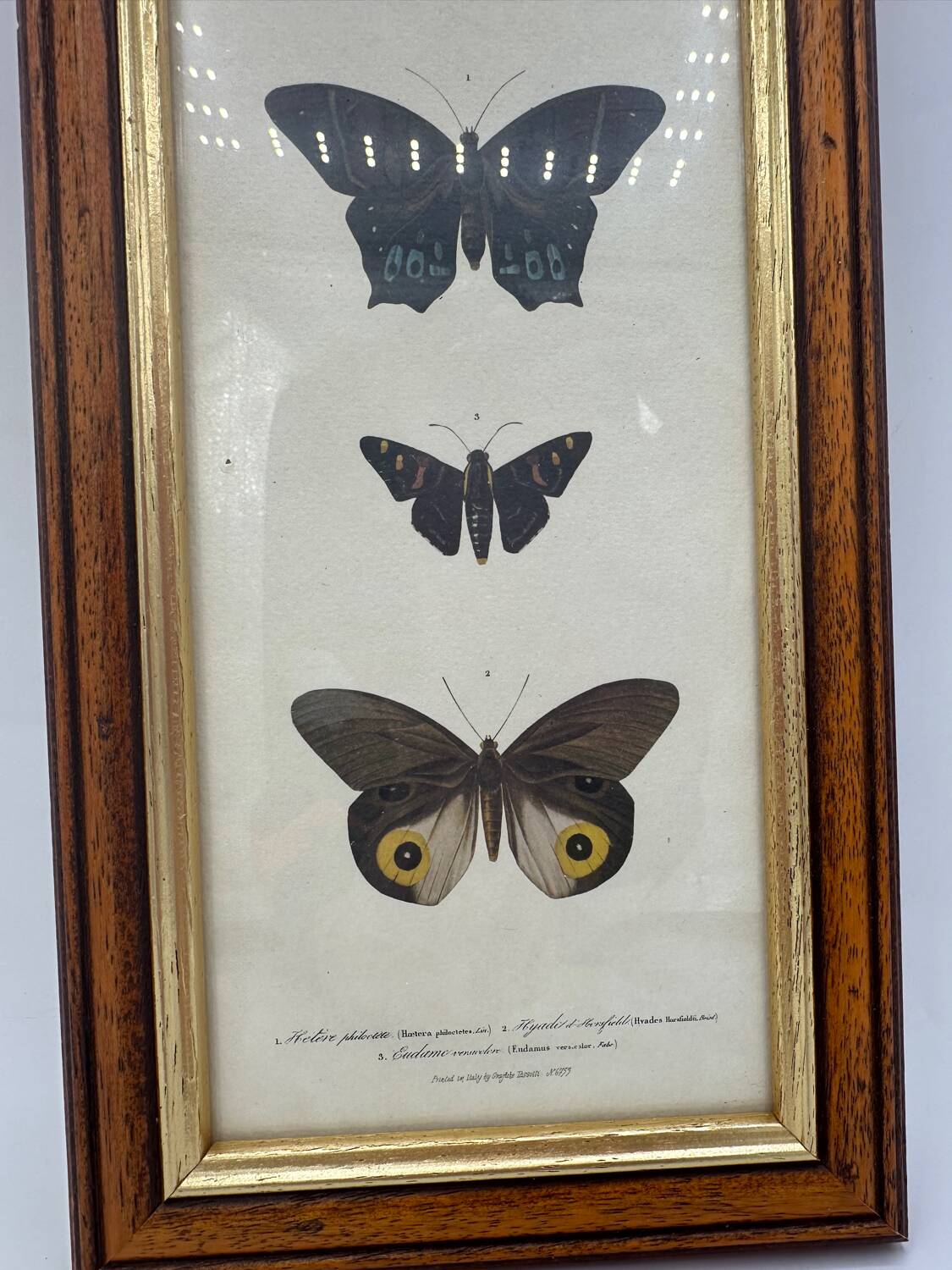 Old butterflies lithograph