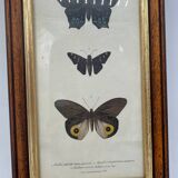 Old butterflies lithograph
