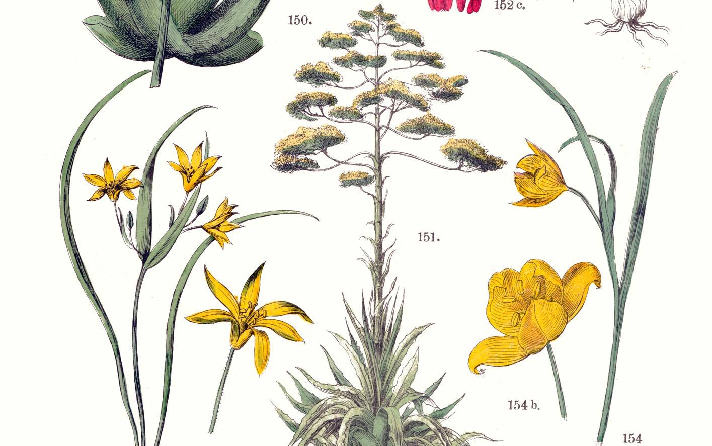 Poster about plants, based on an 1881 engraving "pineapple"