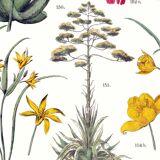 Poster about plants, based on an 1881 engraving "pineapple"