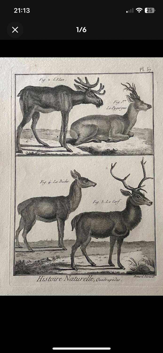 18th century engraving of deer, doe, Buffon, Bonnaterre, Natural History