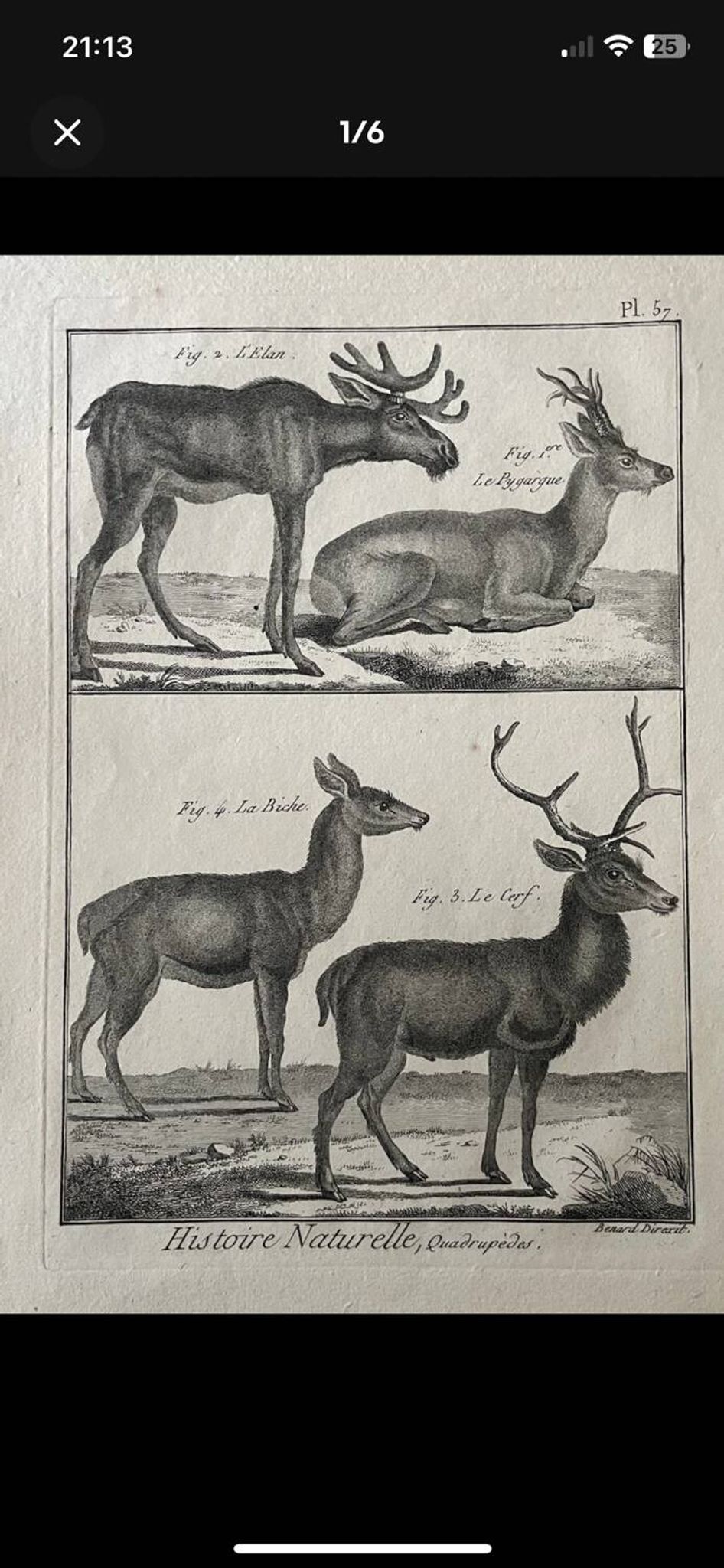 Gravure XVIIIe cerf, biche, Buffon, Bonnaterre, Histoire naturelle