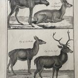 18th century engraving of deer, doe, Buffon, Bonnaterre, Natural History