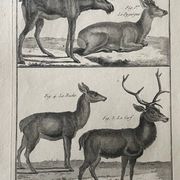 Gravure XVIIIe cerf, biche, Buffon, Bonnaterre, Histoire naturelle