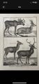 Gravure XVIIIe cerf, biche, Buffon, Bonnaterre, Histoire naturelle