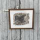 Gravure originale de Robert Hainard
