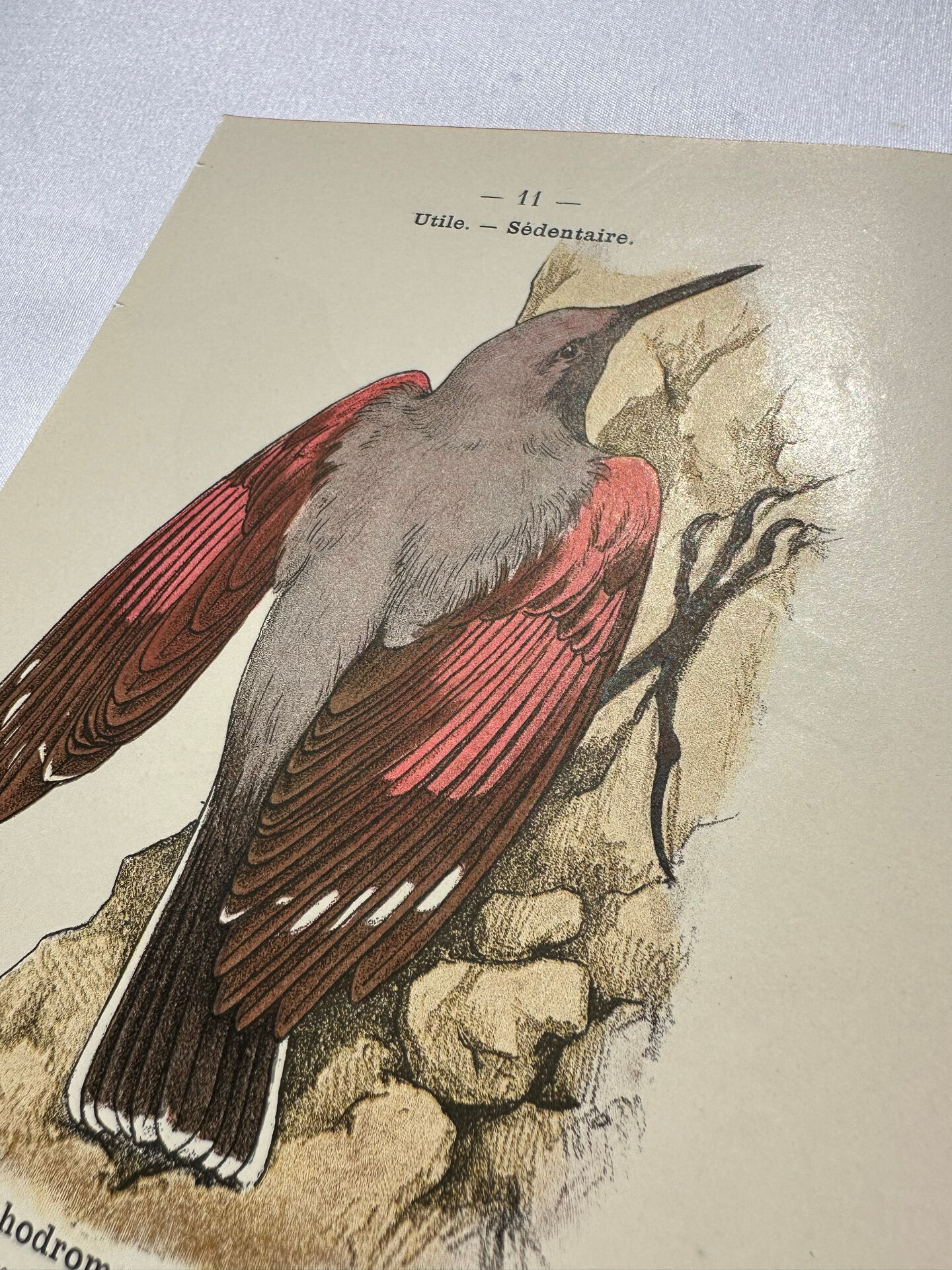 Planche Botanique Gravure oiseaux naturaliste  19eme recto verso  A