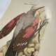 Planche Botanique Gravure oiseaux naturaliste  19eme recto verso  A