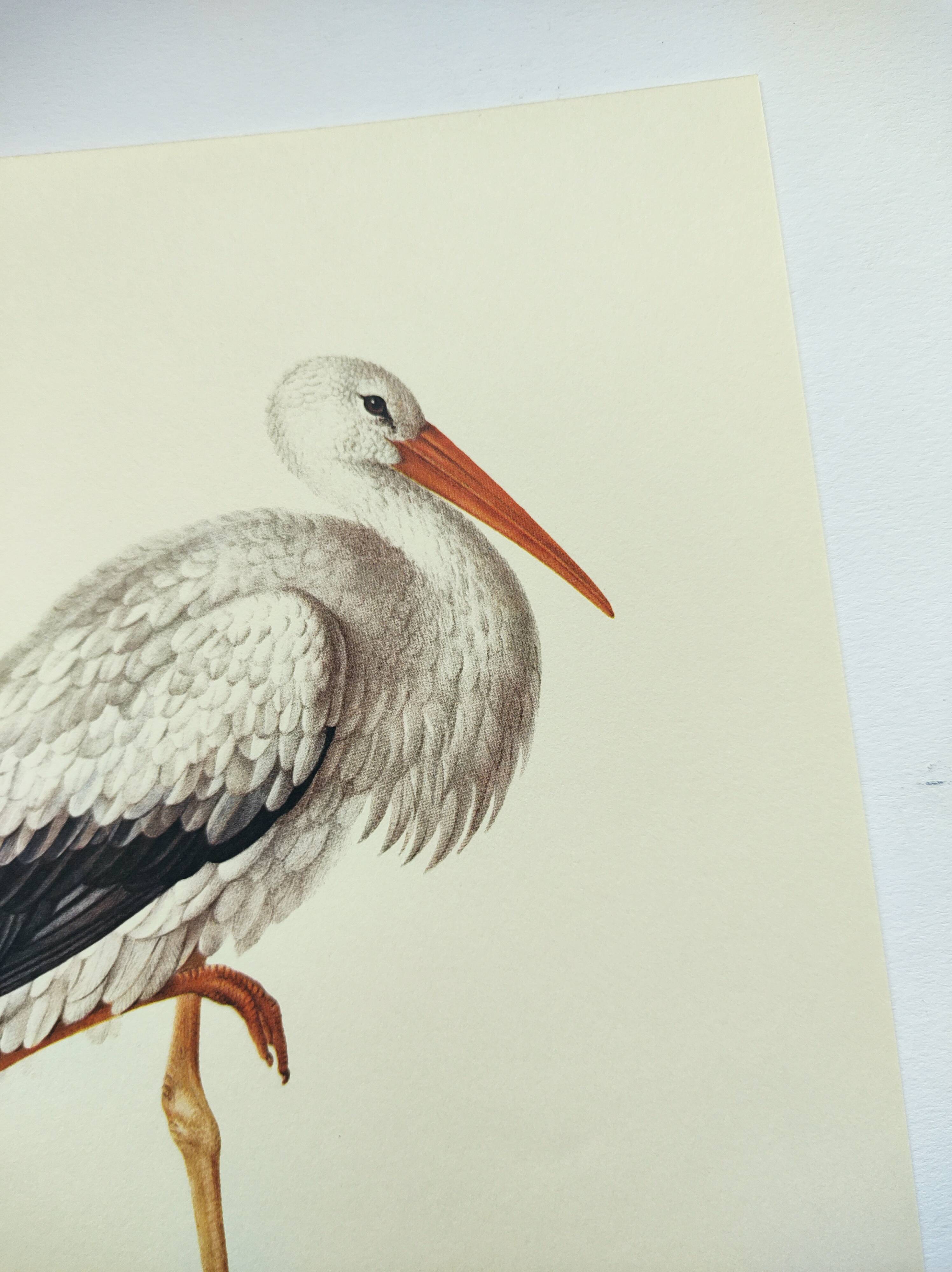 Old plate - White stork - Vintage zoological and ornithological illustration from 1970. Bird