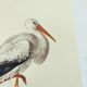 Old plate - White stork - Vintage zoological and ornithological illustration from 1970. Bird