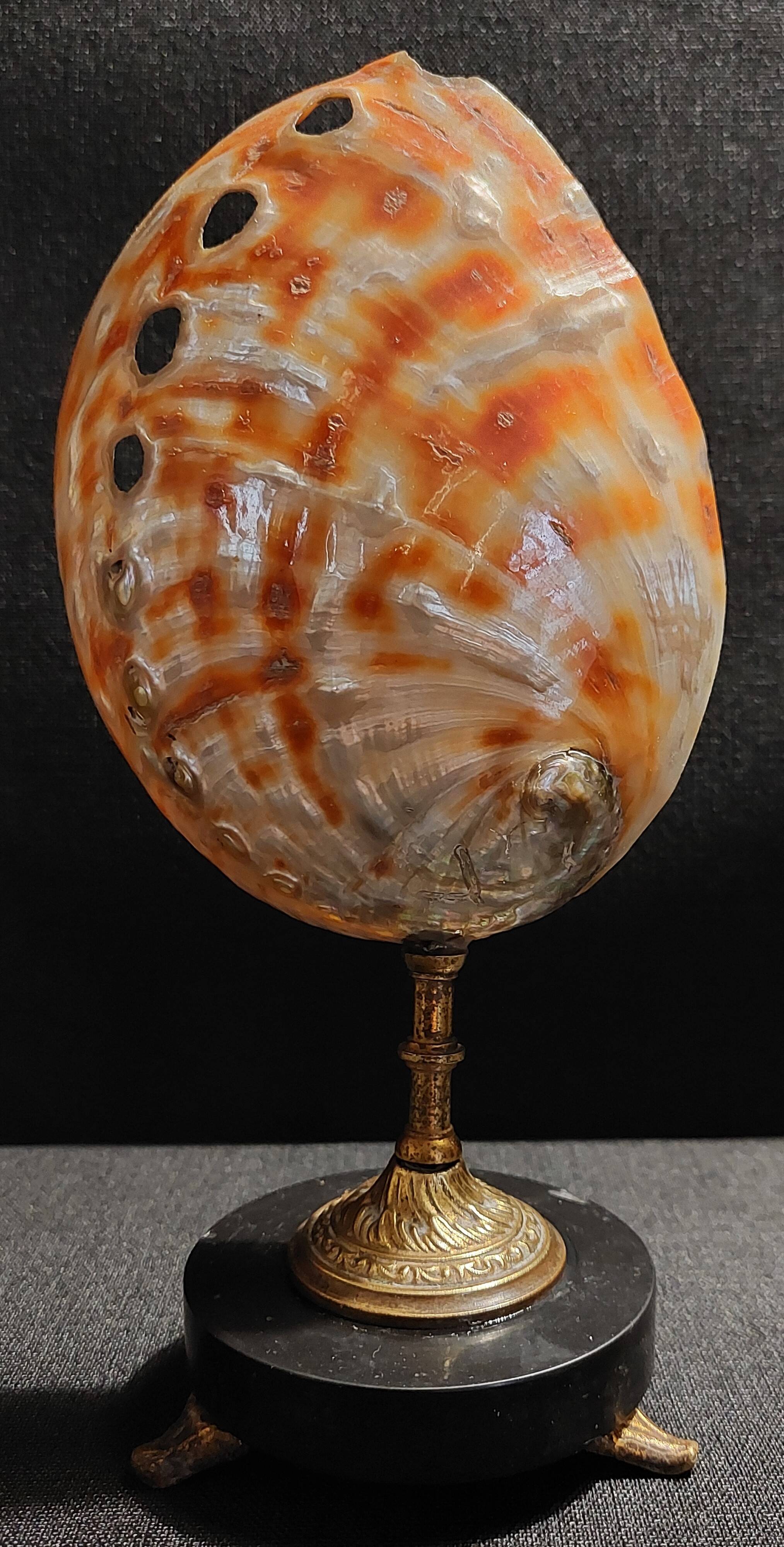 Cabinet of Curiosities haliotis rufescens shell on base