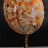 Cabinet of Curiosities haliotis rufescens shell on base