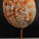 Cabinet of Curiosities haliotis rufescens shell on base