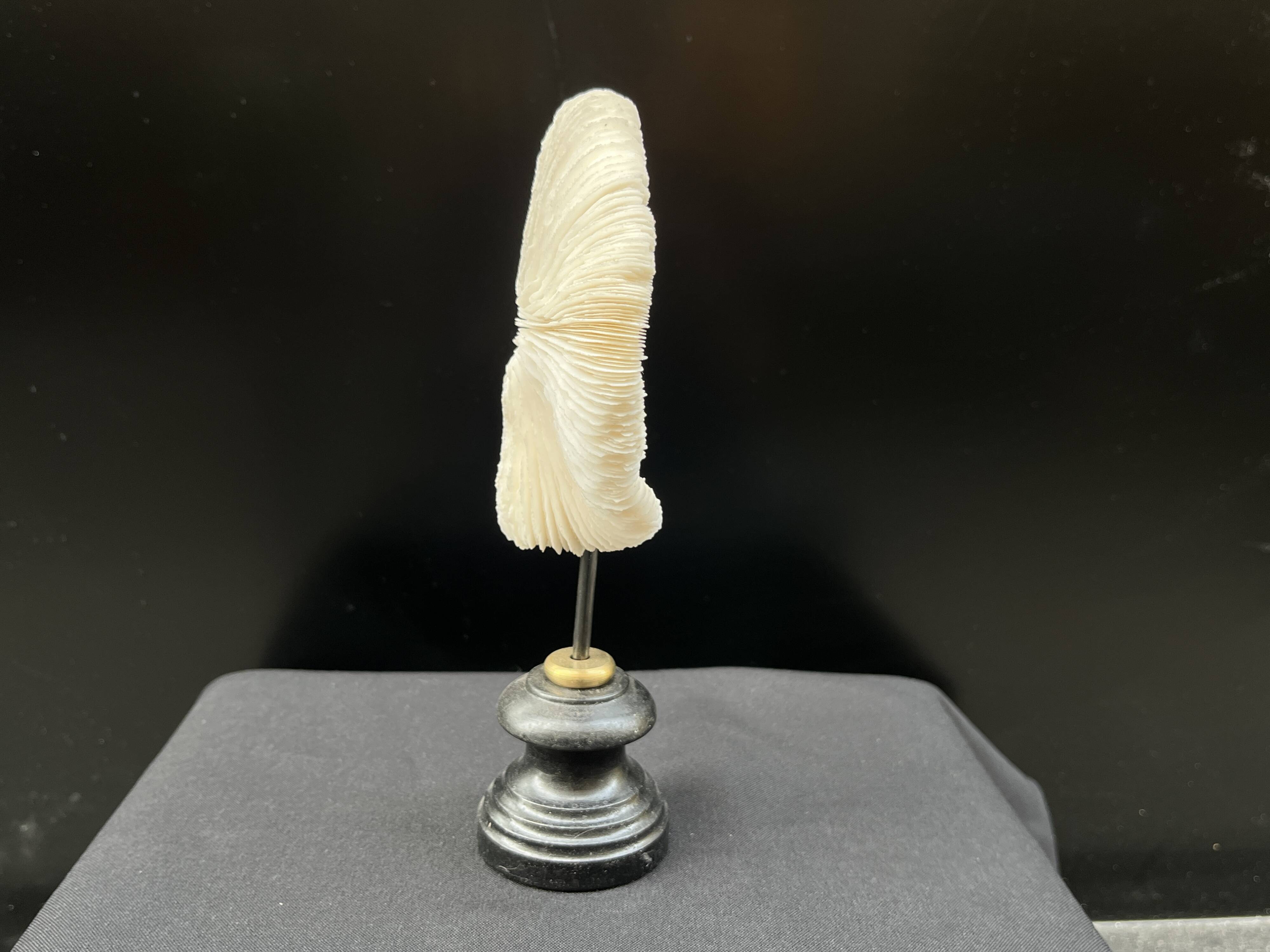 Antique natural white coral on a blackened wooden base, notebooks of curiosities