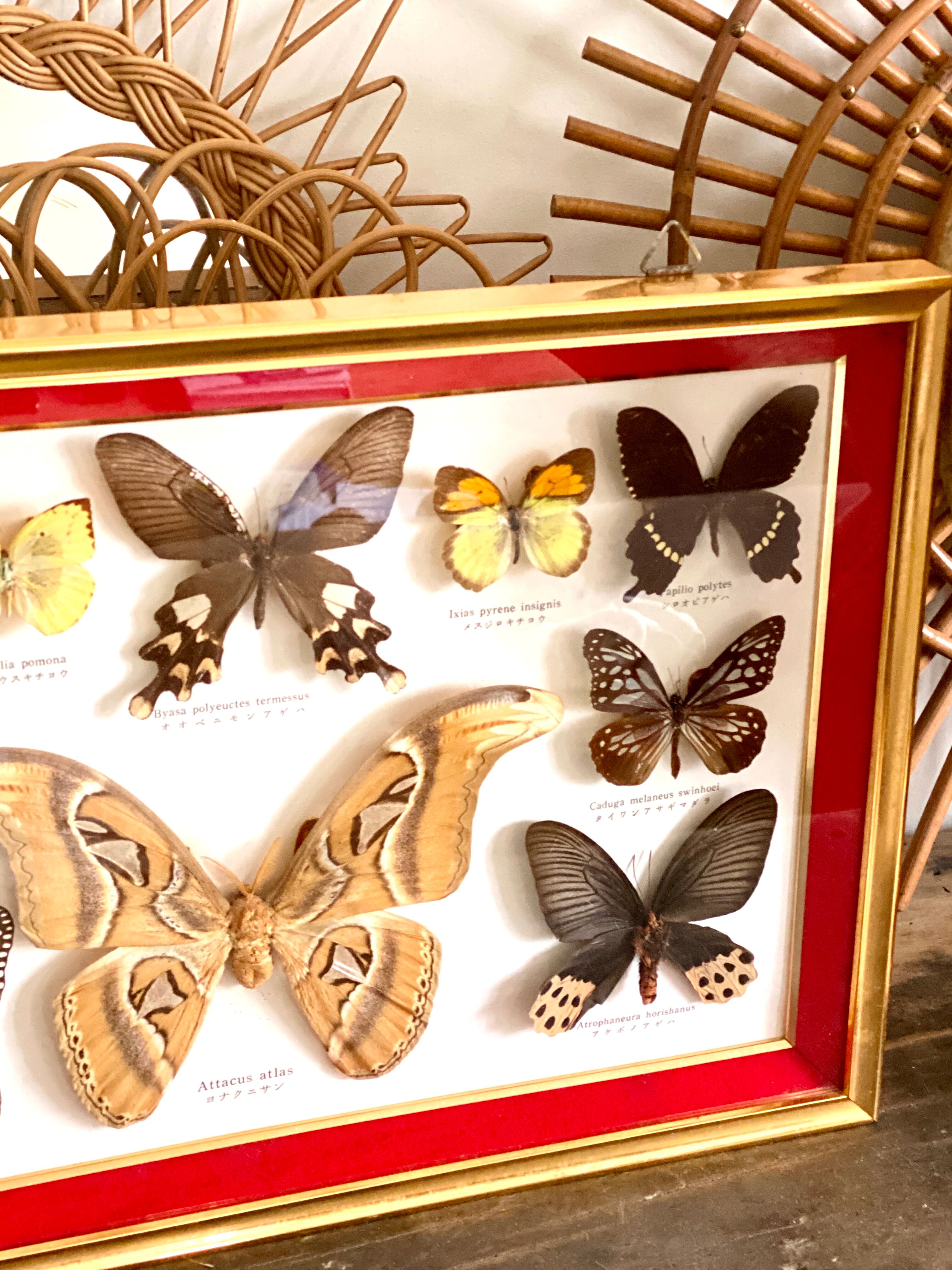 Naturalized butterfly frame