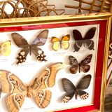 Naturalized butterfly frame