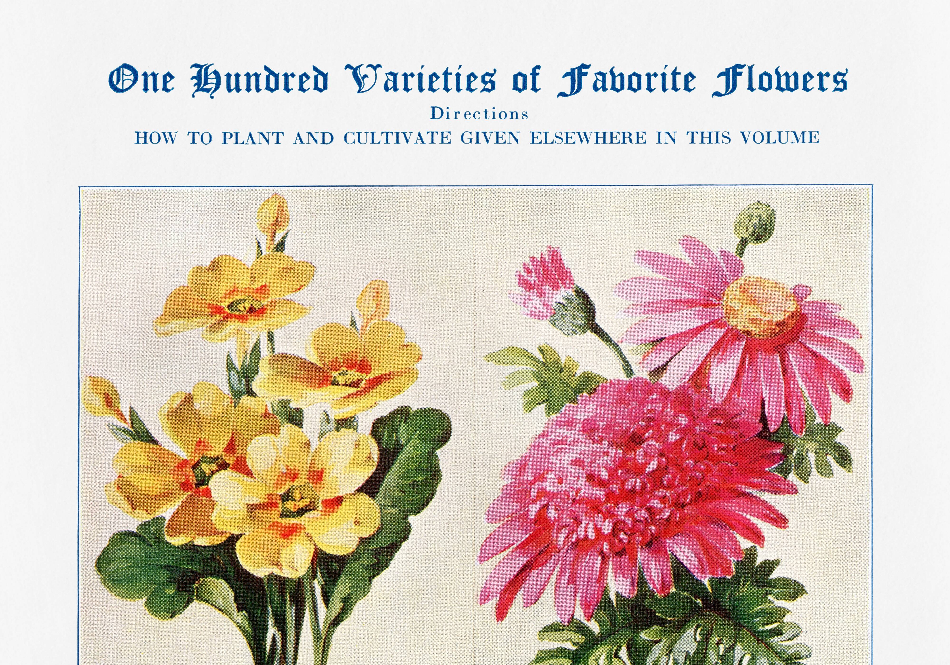 Affiche sur les primevères, pyrèthres, ricins et roses