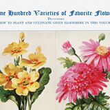 Affiche sur les primevères, pyrèthres, ricins et roses