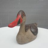 Painted wood-billed red-billed duck