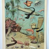 Gravure ancienne 1898, Océan (profond et abysse), faune • Lithographie, Planche originale