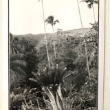 Black & White Photos of Palm Trees