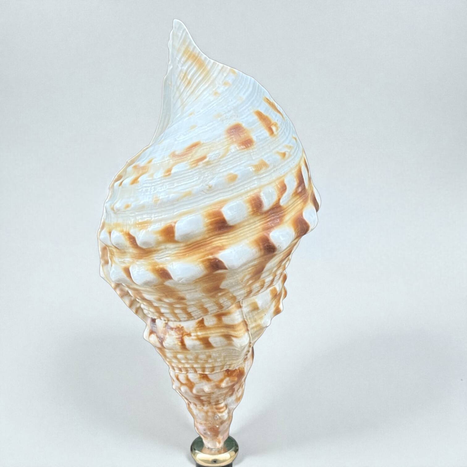 Cabinet of Curiosities: Triton Shell on a wooden base, late 19th century