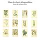 Illustration ancienne 1959 - Théier. Illustration herbier vintage botanique