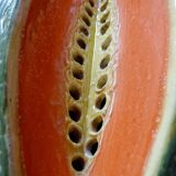 Grand trompe l'oeil melon/pastèque céramique ancien