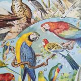 Lithograph on birds from 1928 "falcon"