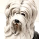 Chien en céramique peint à la main au design italien vintage