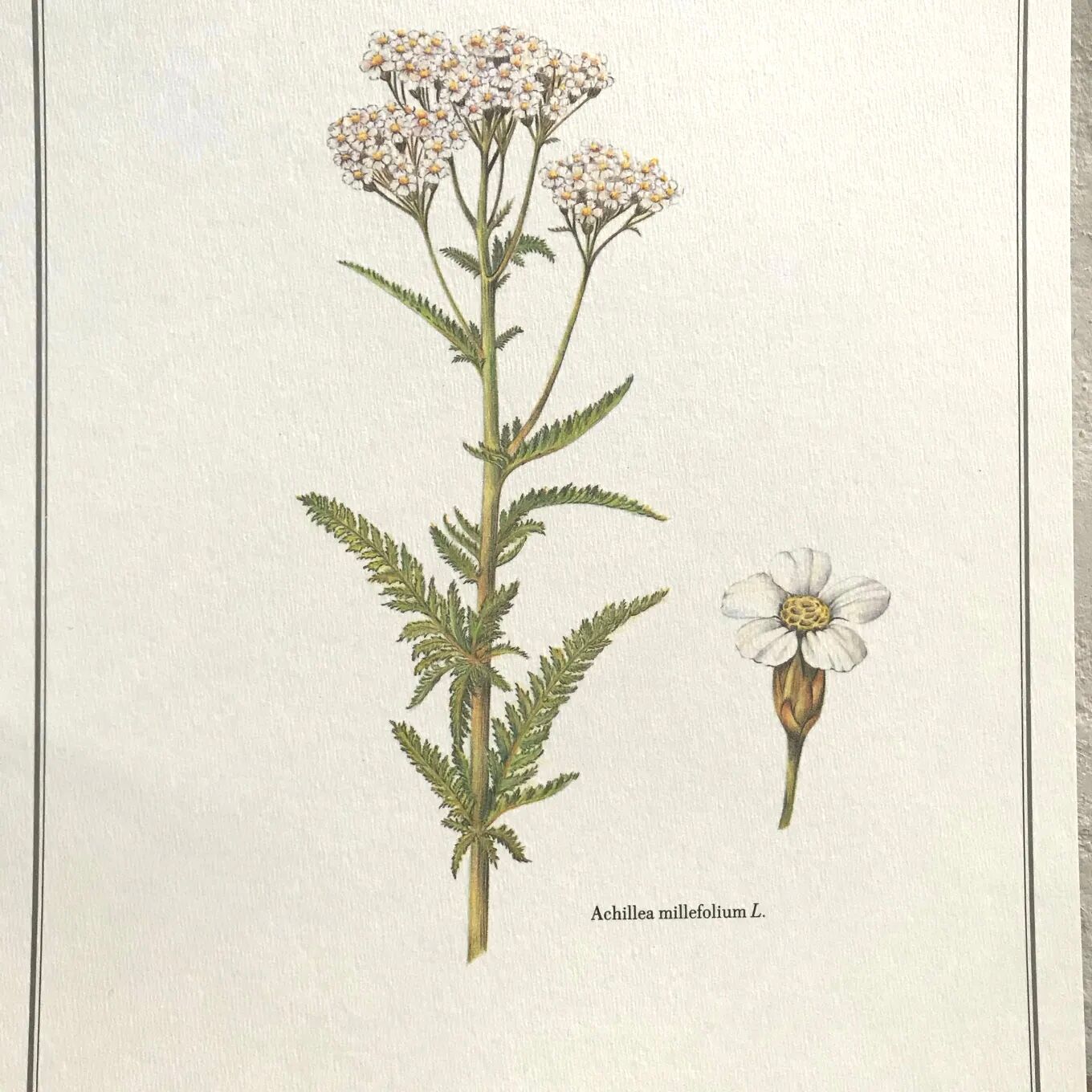 Planche botanique le millefeuille
