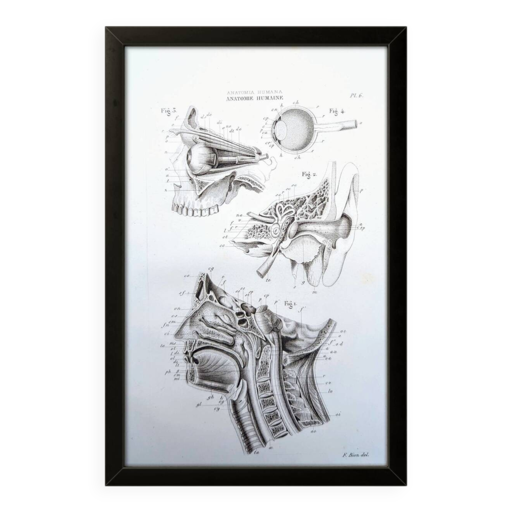 Imprimée en 1851, Anatomie Humaine, la tête