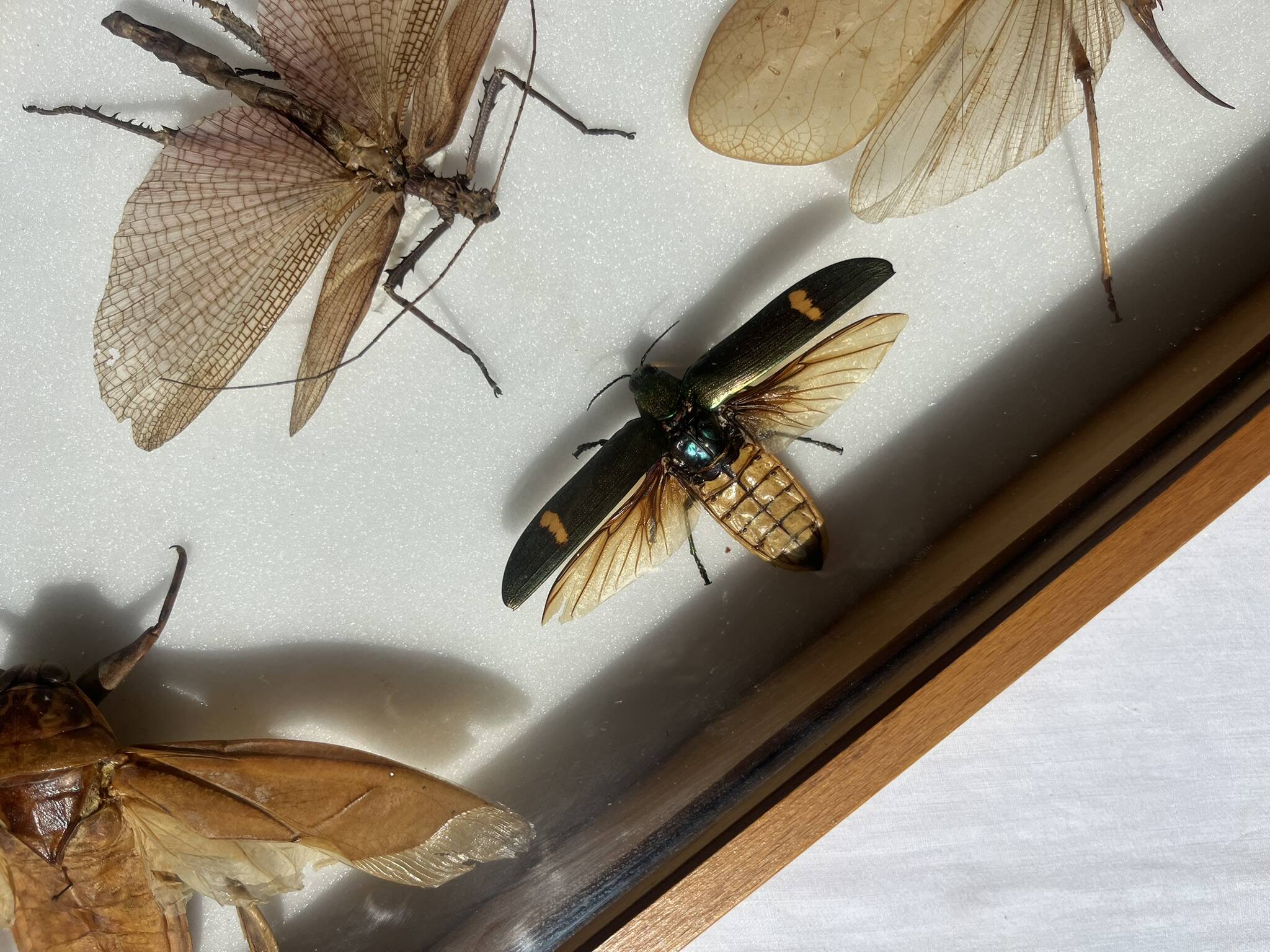 Framed giant insects, entomology collection