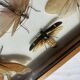 Framed giant insects, entomology collection