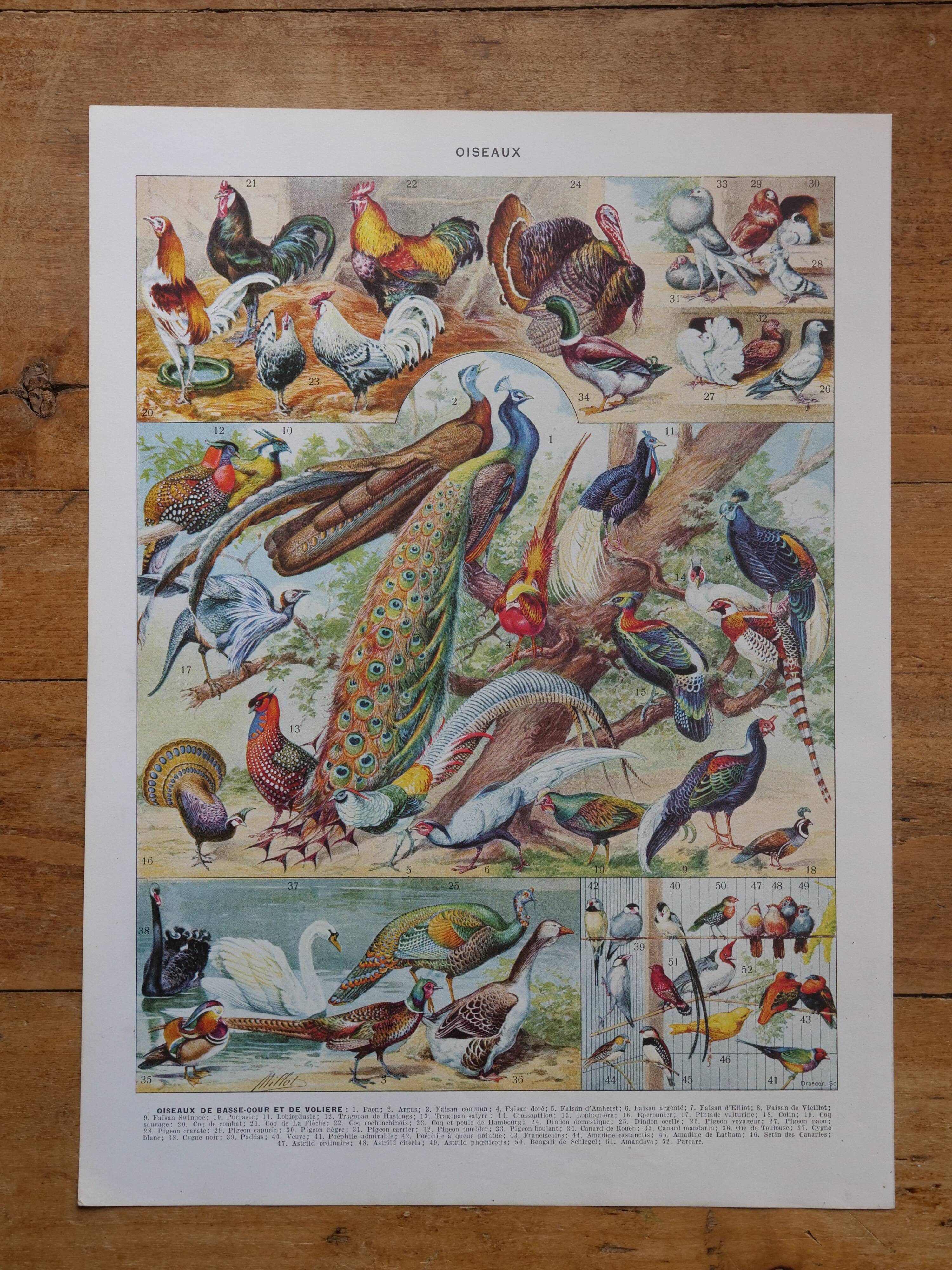 Original lithographs of birds of paradise and farmyard birds