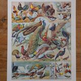 Lithographies originales sur les oiseaux de paradis et de basse-cour