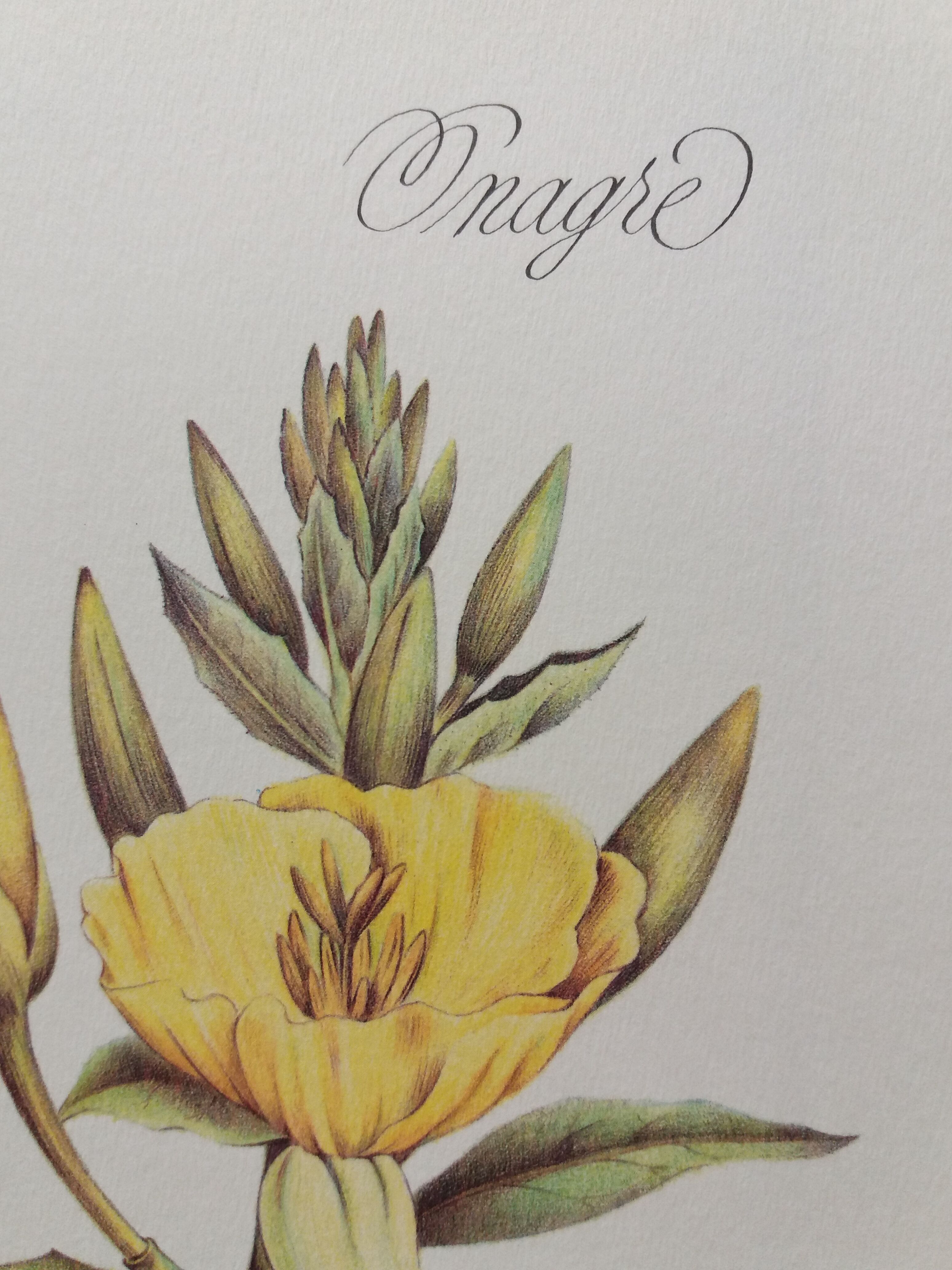 Botanical plank Onagre