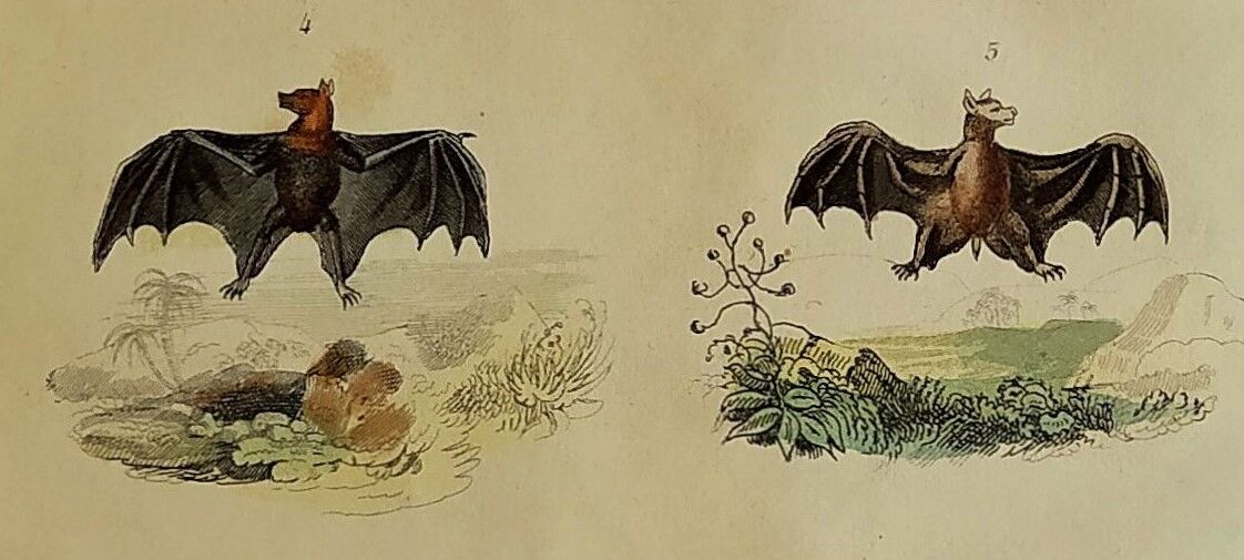 Planche Ornithologique originale " Chauve souris - Oreillard - &c... " Buffon 1836