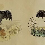 Planche Ornithologique originale " Chauve souris - Oreillard - &c... " Buffon 1836