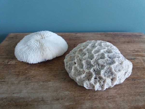 corail champignon Fungia et Mussismilia corail cerveau