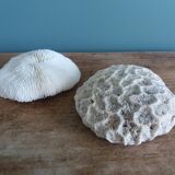 mushroom coral Fungia and Mussismilia brain coral